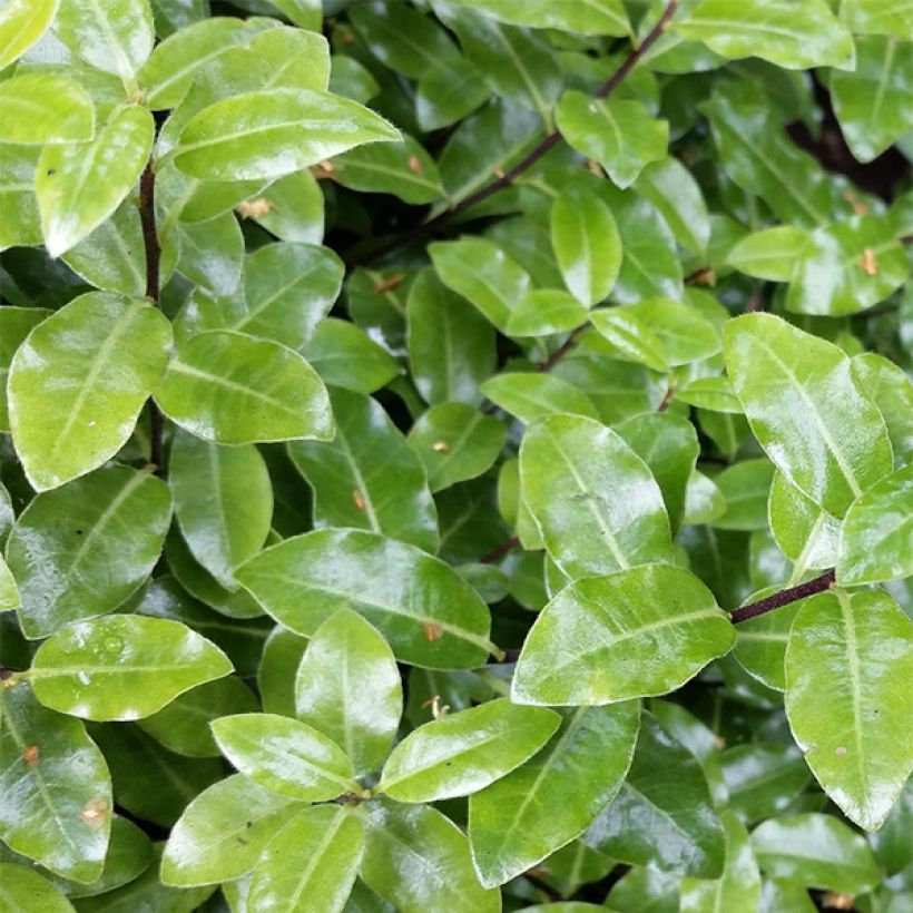 Pittosporum tenuifolium Golf Ball - Australische laurier (Foliage)