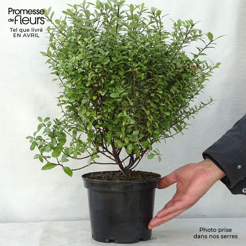 Exemplaar van Pittosporum tenuifolium Golf Ball - Australische laurier Pot van 2 l/3 l zoals geleverd in de lente