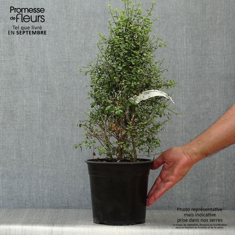 Exemplaar van Pittosporum tenuifolium Green Elf - Australische laurier Pot van 4 l/5 l zoals geleverd in de herfst