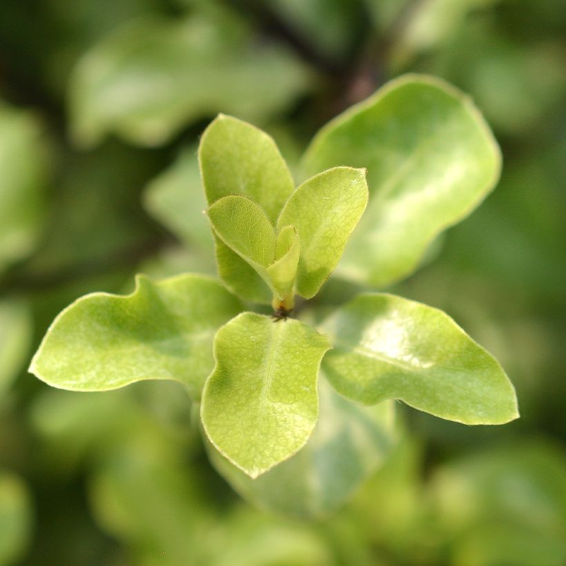 Pittosporum tenuifolium Green Elf - Australische laurier (Foliage)