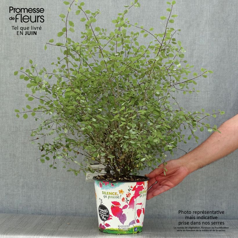 Exemplaar van Pittosporum tenuifolium Green Elf - Australische laurier Pot van 4 l/5 l zoals geleverd in de zomer