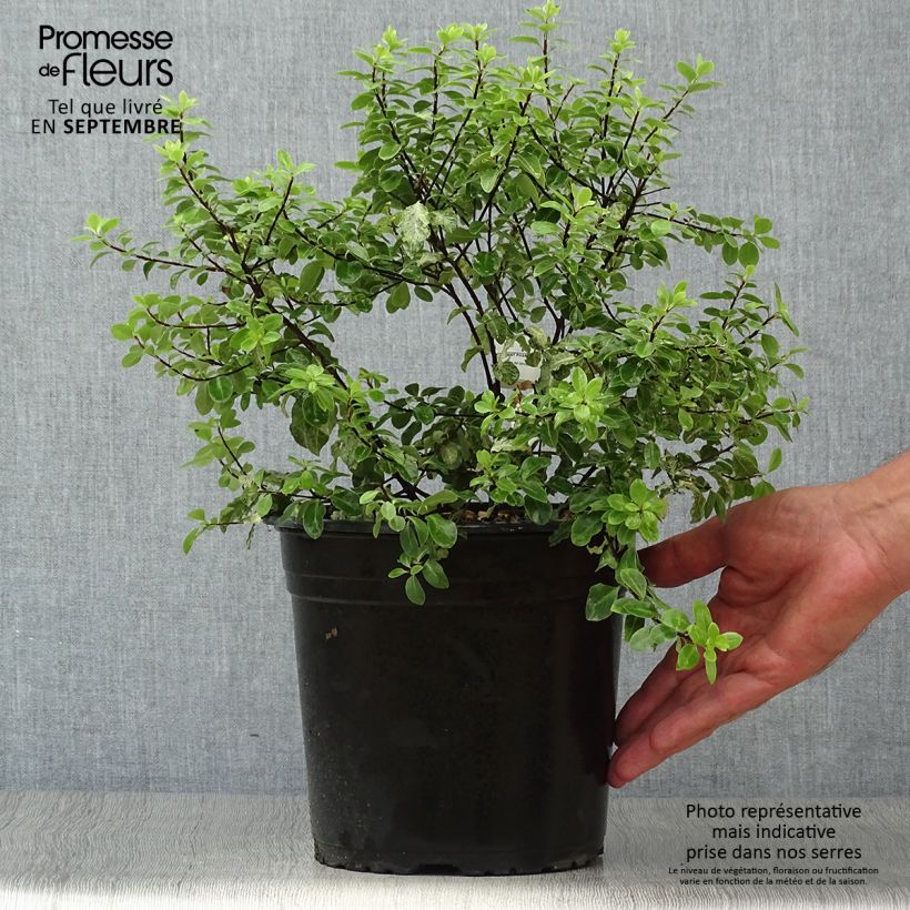 Exemplaar van Pittosporum tenuifolium Irene Patterson - Australische laurier Pot van 4 l/5 l zoals geleverd in de herfst