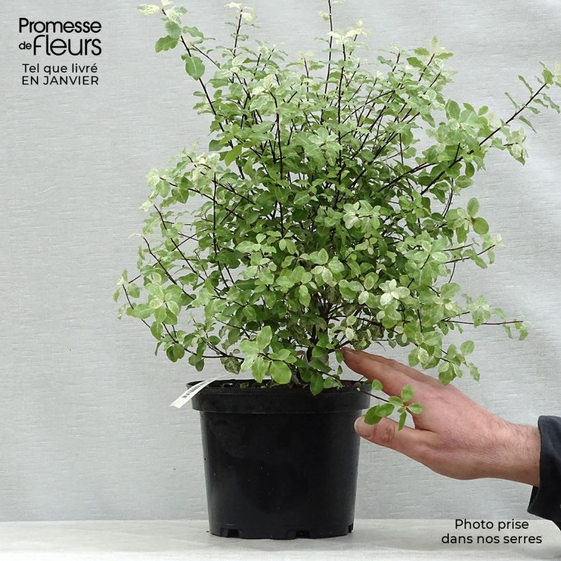 Example of Pittosporum tenuifolium Irene Patterson Pot van 2 l/3 l as you get in hiver