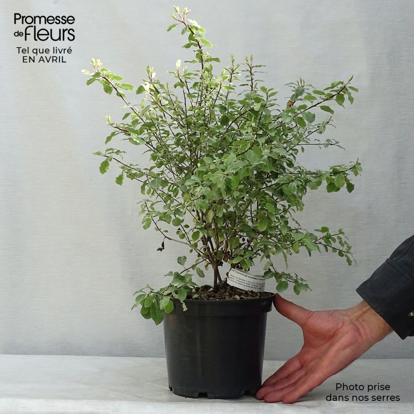 Exemplaar van Pittosporum tenuifolium Irene Patterson - Australische laurier Pot van 2 l/3 l zoals geleverd in de lente
