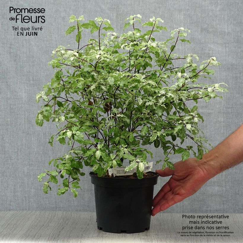 Exemplaar van Pittosporum tenuifolium Irene Patterson - Australische laurier Pot van 2 l/3 l zoals geleverd in de zomer