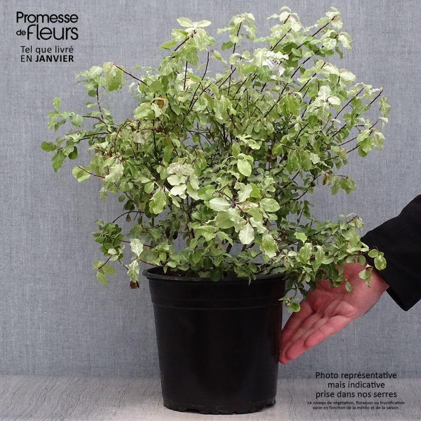 Example of Pittosporum tenuifolium Irene Patterson Pot van 4 l/5 l as you get in hiver