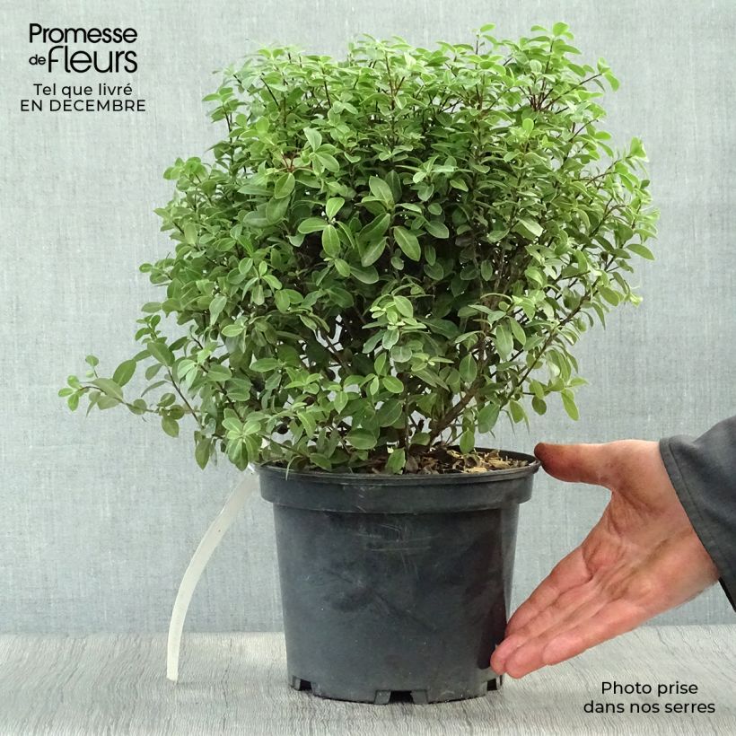 Example of Pittosporum tenuifolium Midget - Australische laurier Pot van 2 l/3 l as you get in hiver
