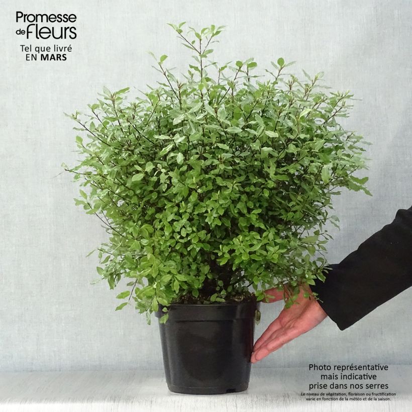 Exemplaar van Pittosporum tenuifolium Midget - Australische laurier Pot van 2 l/3 l zoals geleverd in de lente