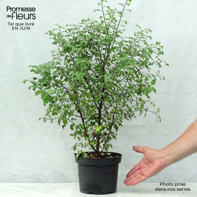 Exemplaar van Pittosporum tenuifolium - Australische laurier Pot van 2 l/3 l zoals geleverd in de zomer