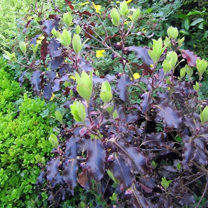 Pittosporum tenuifolium Purpureum - Australische laurier (Foliage)