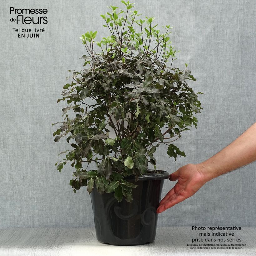 Exemplaar van Pittosporum tenuifolium Purpureum - Australische laurier Pot van 7,5 l/10 l zoals geleverd in de zomer