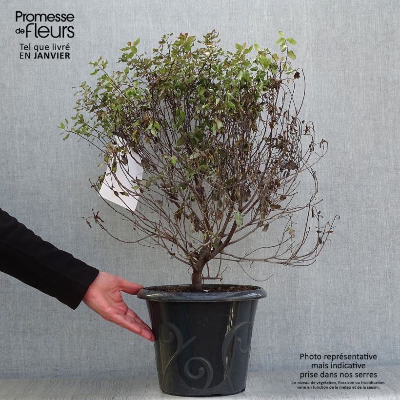 Example of Pittosporum tenuifolium Purpureum - Pittosporum à petites feuilles Pot van 7,5 l/10 l as you get in hiver