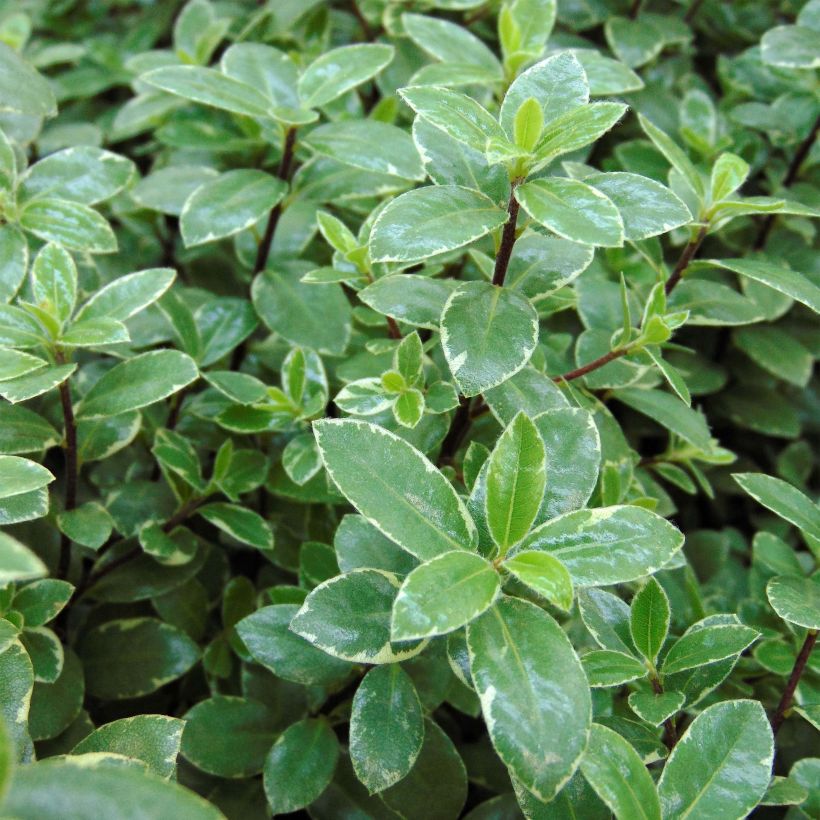 Pittosporum tenuifolium Silver Ball - Australische laurier (Foliage)