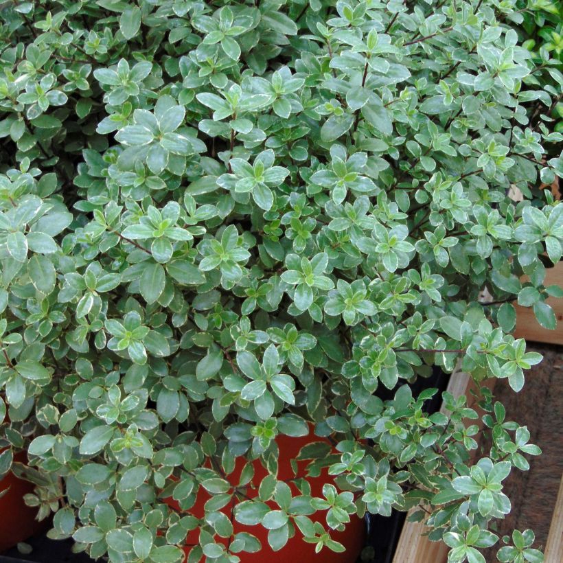 Pittosporum tenuifolium Silver Ball - Australische laurier (Plant habit)