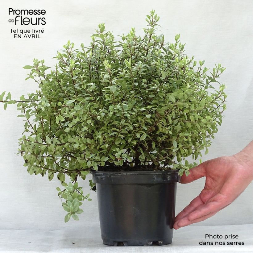 Exemplaar van Pittosporum tenuifolium Silver Ball - Australische laurier Pot van 2 l/3 l zoals geleverd in de lente