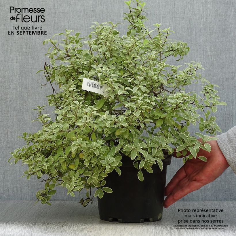 Exemplaar van Pittosporum tenuifolium Silver Ball - Australische laurier Pot van 2 l/3 l zoals geleverd in de herfst