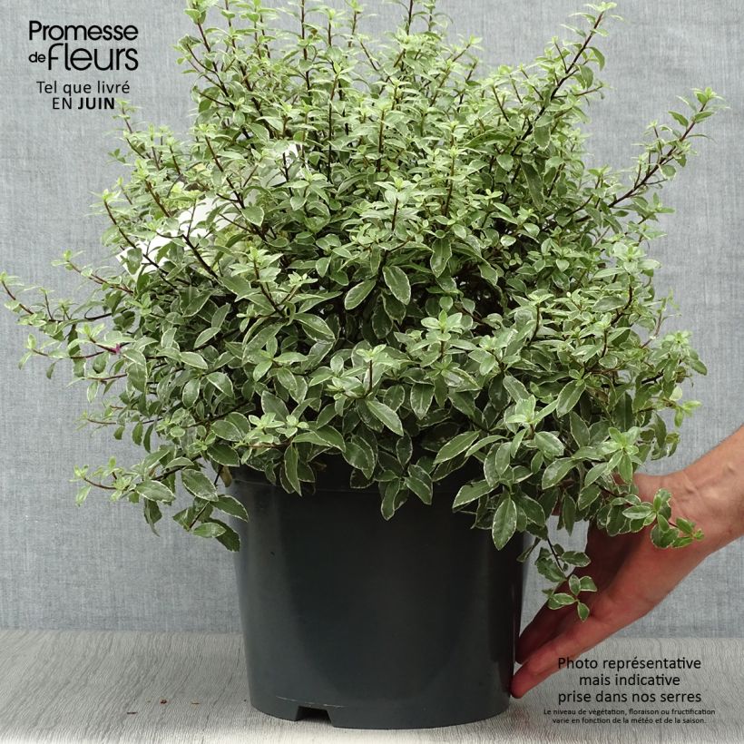 Exemplaar van Pittosporum tenuifolium Silver Ball - Australische laurier Pot van 7,5 l/10 l, Bolboom zoals geleverd in de zomer