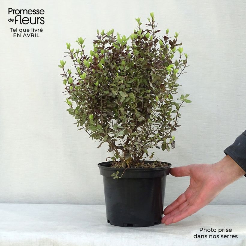 Exemplaar van Pittosporum tenuifolium Tom Thumb - Australische laurier Pot van 2 l/3 l zoals geleverd in de lente
