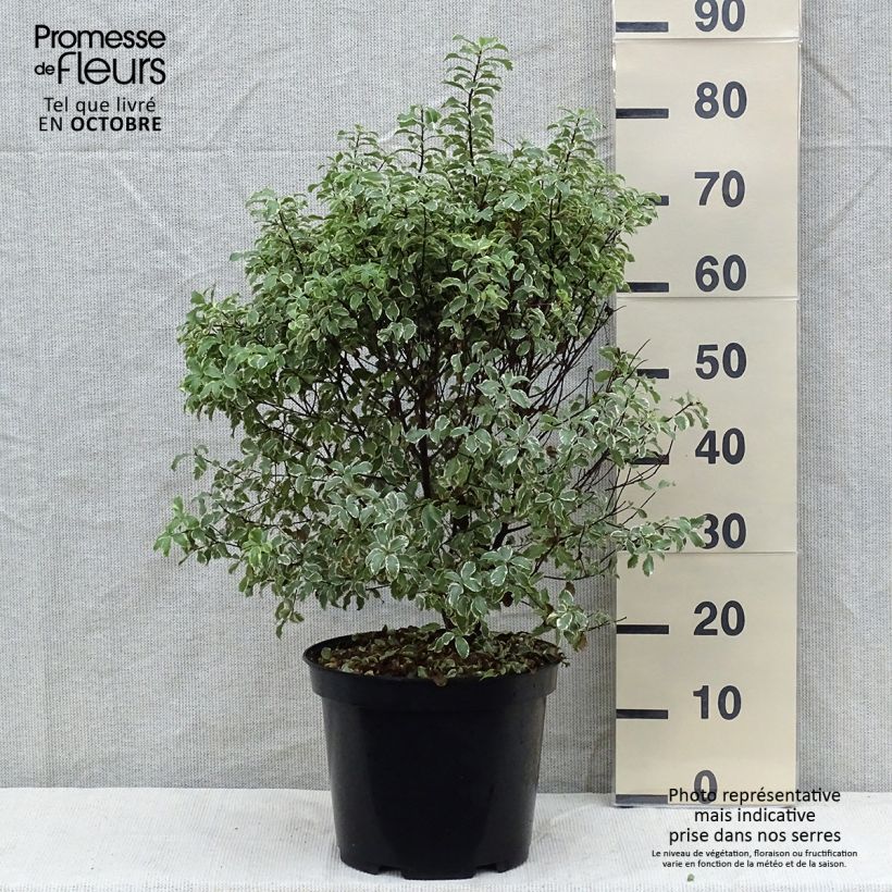 Exemplaar van Pittosporum tenuifolium Variegatum - Australische laurier Pot van 7,5 l/10 l zoals geleverd in de herfst