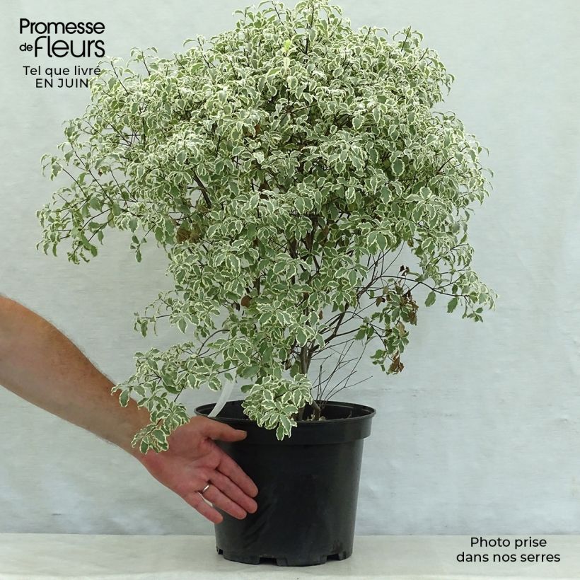 Exemplaar van Pittosporum tenuifolium Variegatum - Australische laurier Pot van 7,5 l/10 l zoals geleverd in de zomer