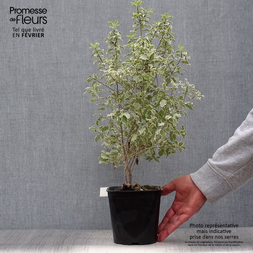 Exemplaar van Pittosporum tenuifolium Variegatum - Australische laurier Pot van 2 l/3 l zoals geleverd in de herfst