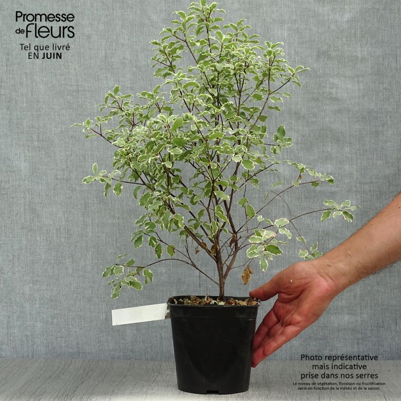 Exemplaar van Pittosporum tenuifolium Variegatum - Australische laurier Pot van 2 l/3 l zoals geleverd in de zomer