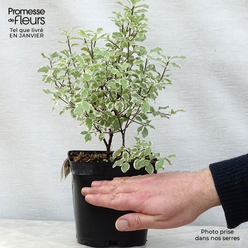 Example of Pittosporum tenuifolium Variegatum - Australische laurier Pot van 2 l/3 l as you get in hiver