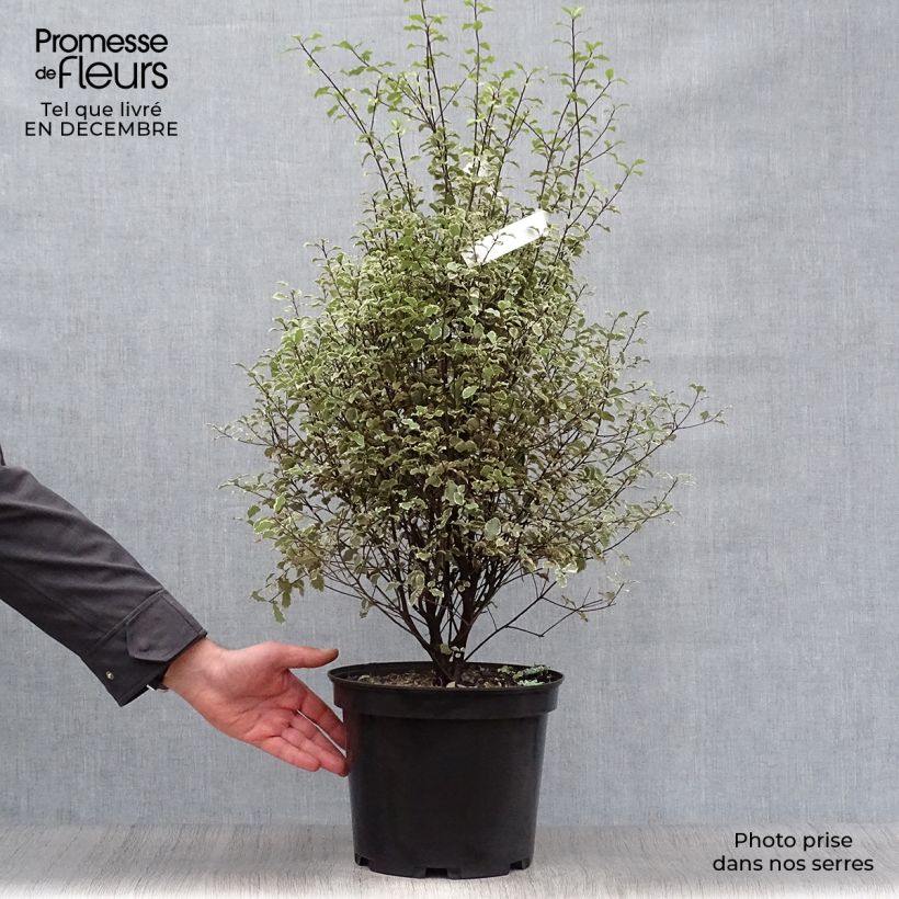 Example of Pittosporum tenuifolium Victoria - Australische laurier Pot van 4 l/5 l as you get in hiver