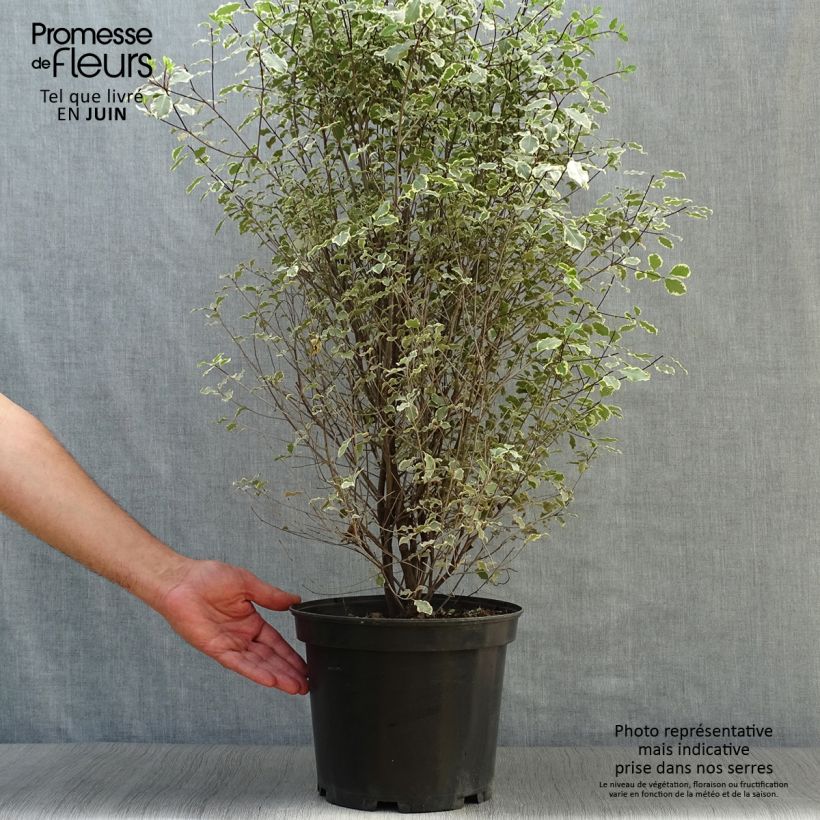 Exemplaar van Pittosporum tenuifolium Victoria - Australische laurier Pot van 4 l/5 l zoals geleverd in de zomer