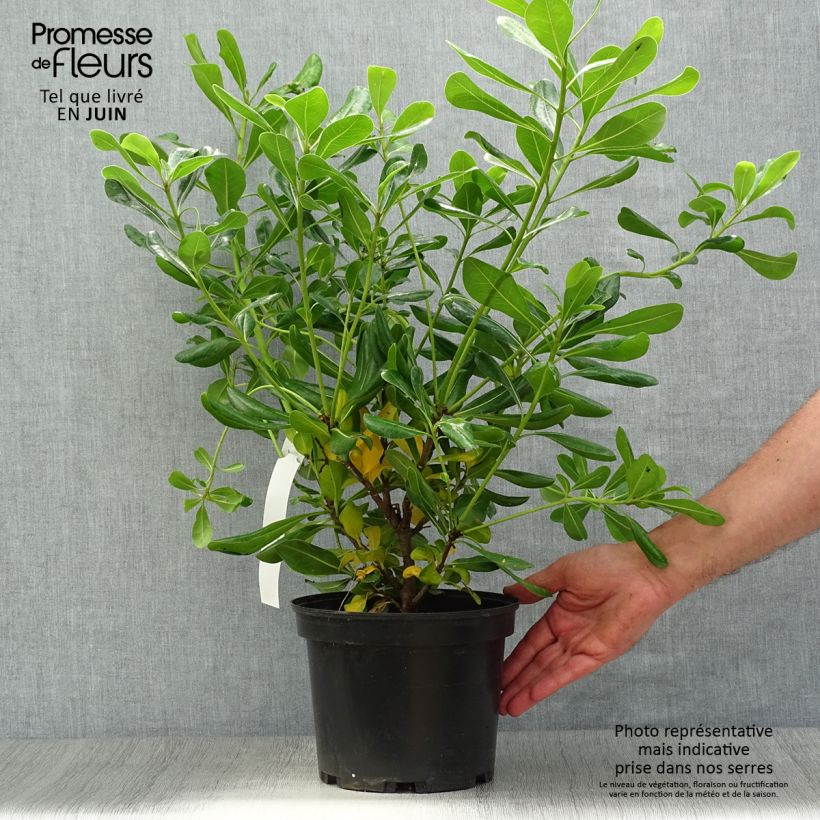 Exemplaar van Pittosporum tobira - Kleefzaad Pot van 2 l/3 l zoals geleverd in de zomer