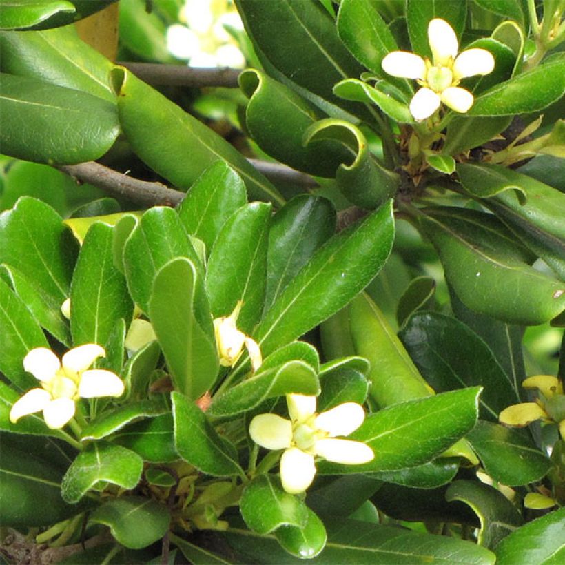 Pittosporum tobira Nanum - Kleefzaad (Flowering)