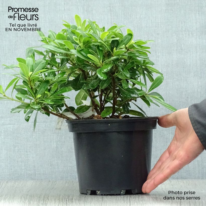 Exemplaar van Pittosporum tobira Nanum - Kleefzaad Pot van 2 l/3 l zoals geleverd in de herfst