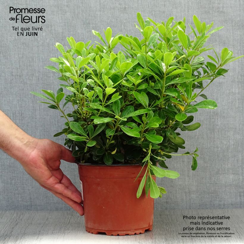Exemplaar van Pittosporum tobira Nanum - Kleefzaad Pot van 2 l/3 l zoals geleverd in de zomer