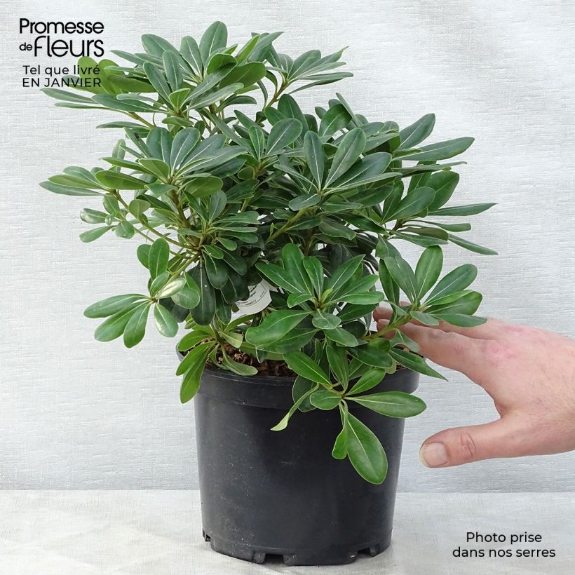 Example of Pittosporum tobira Nanum Pot van 2 l/3 l as you get in hiver