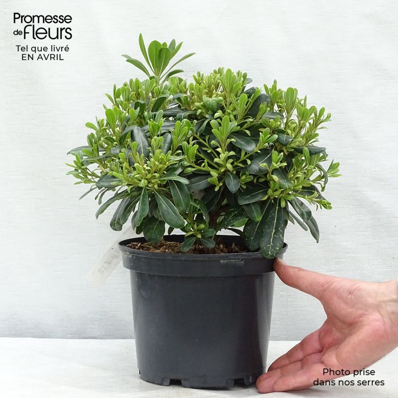 Exemplaar van Pittosporum tobira Nanum - Kleefzaad Pot van 2 l/3 l zoals geleverd in de lente