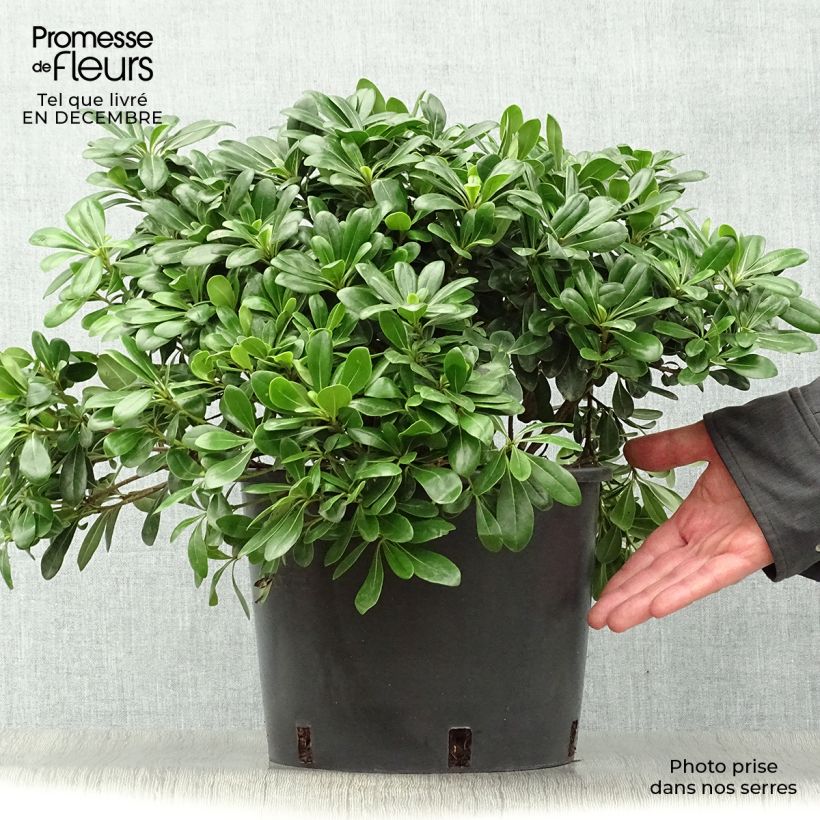 Example of Pittosporum tobira Nanum Pot van 7,5 l/10 l as you get in hiver