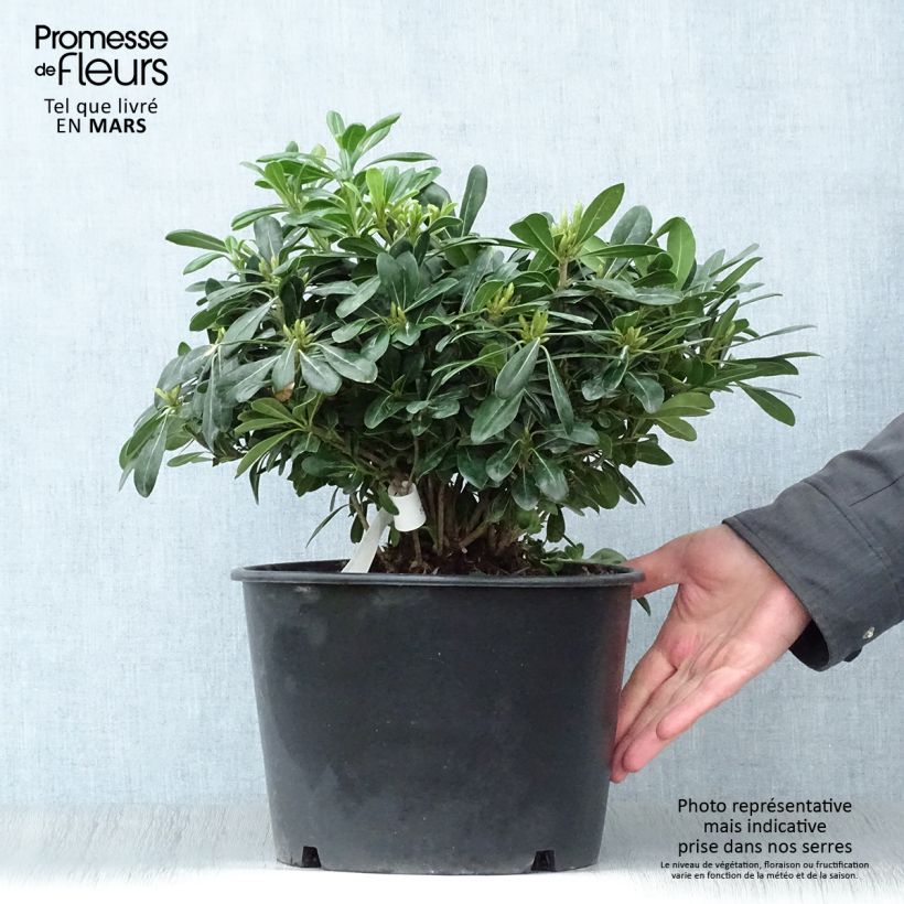 Exemplaar van Pittosporum tobira Nanum - Kleefzaad Pot van 7,5 l/10 l zoals geleverd in de lente