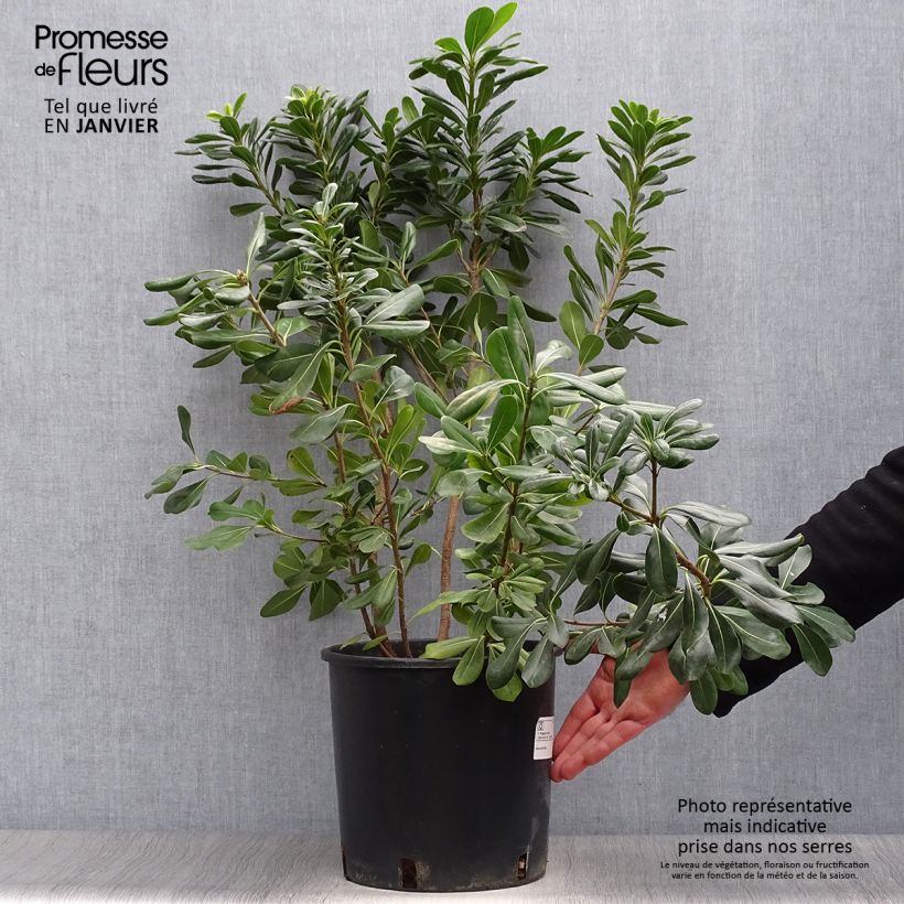 Example of Pittosporum tobira - Kleefzaad Pot van 7,5 l/10 l as you get in hiver