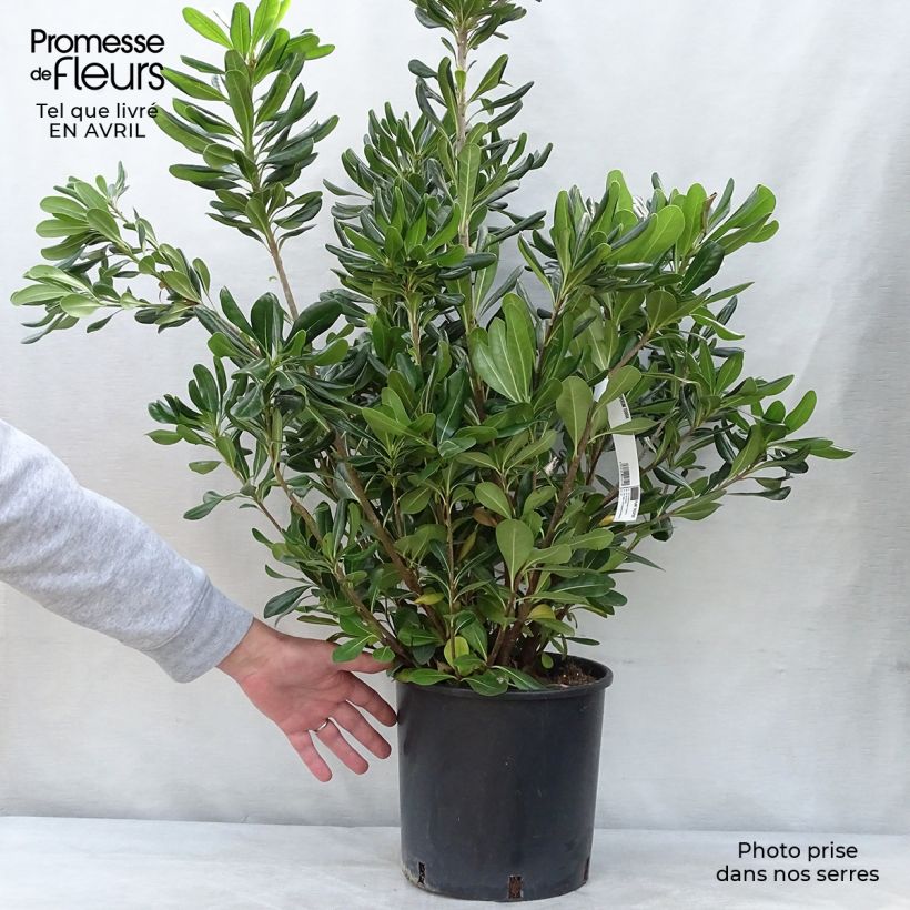 Exemplaar van Pittosporum tobira - Kleefzaad Pot van 7,5 l/10 l zoals geleverd in de lente