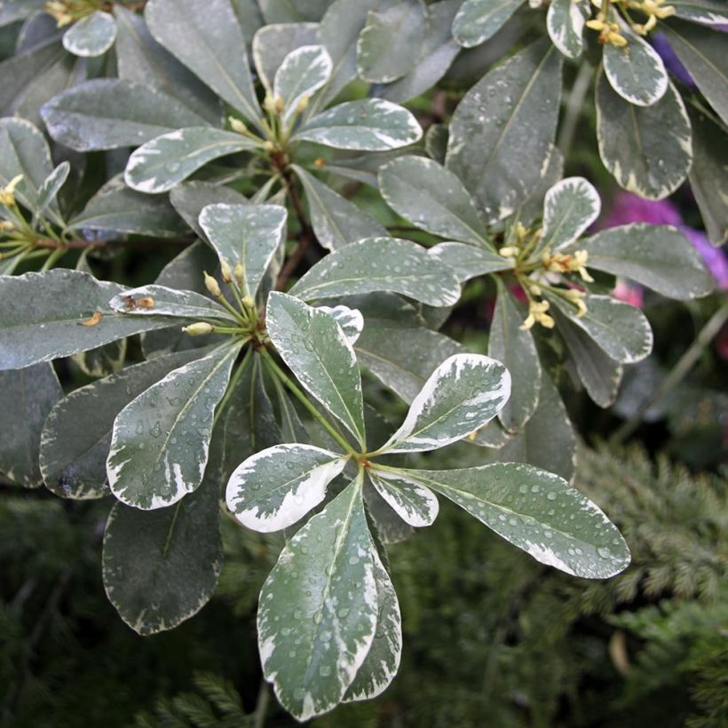 Pittosporum tobira Variegatum - Kleefzaad (Foliage)