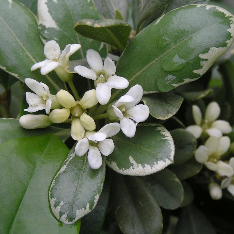 Pittosporum tobira Variegatum - Kleefzaad (Flowering)
