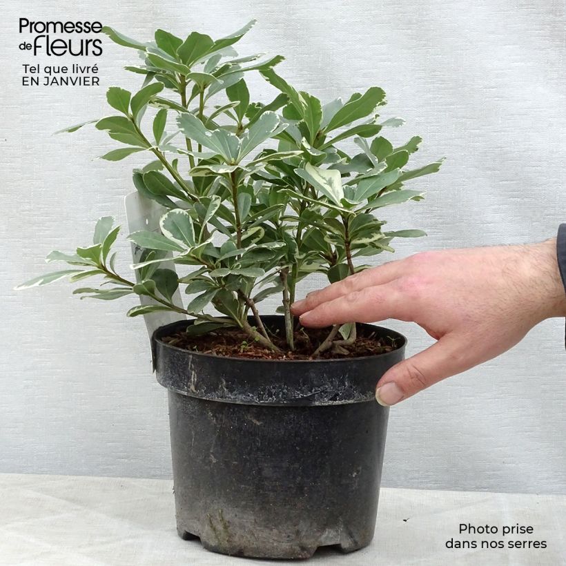 Example of Pittosporum tobira Variegatum Pot van 2 l/3 l as you get in hiver