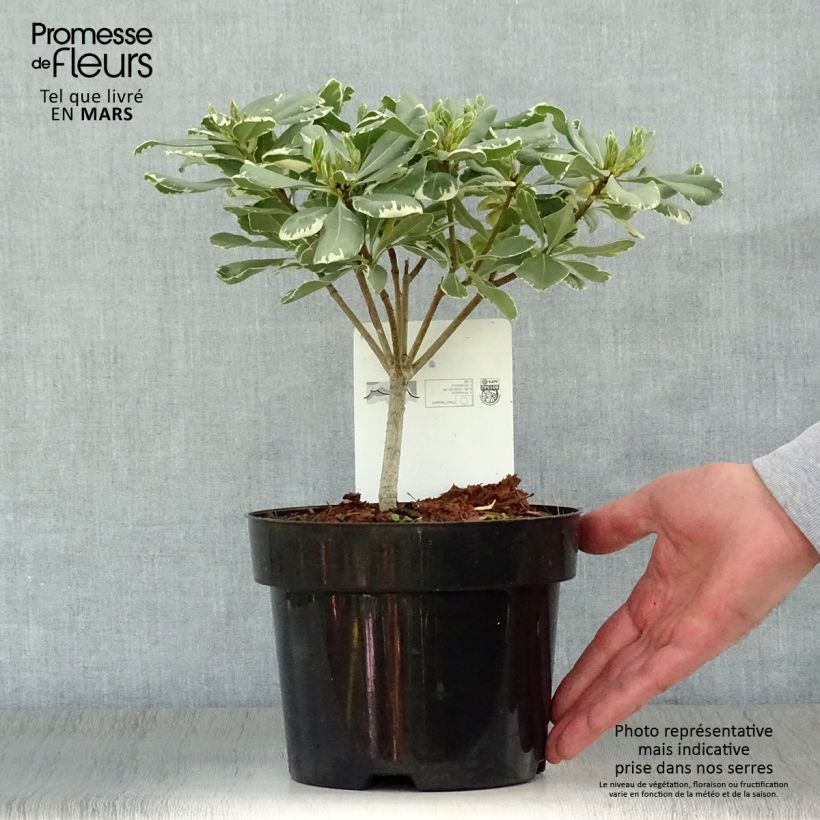 Exemplaar van Pittosporum tobira Variegatum - Kleefzaad Pot van 2 l/3 l zoals geleverd in de lente