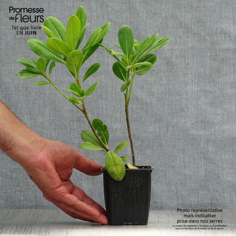 Exemplaar van Pittosporum tobira - Kleefzaad Kweekpotje van 8/9 cm zoals geleverd in de zomer