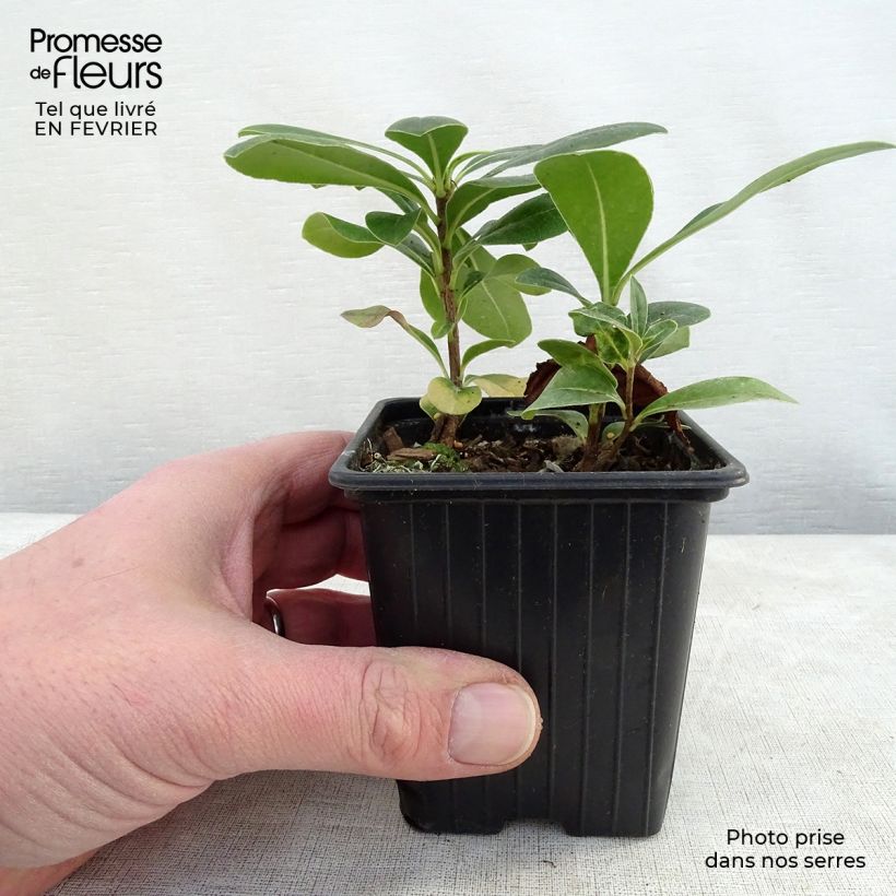 Example of Pittosporum tobira - Kleefzaad Kweekpotje van 8/9 cm as you get in hiver
