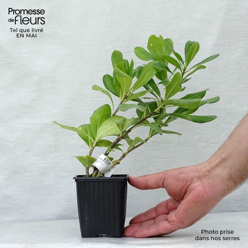 Exemplaar van Pittosporum tobira - Kleefzaad Kweekpotje van 8/9 cm zoals geleverd in de lente