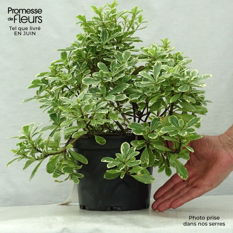 Exemplaar van Pittosporum tobira Neige du mont Ventoux - Kleefzaad Pot van 3 l/4 l zoals geleverd in de zomer