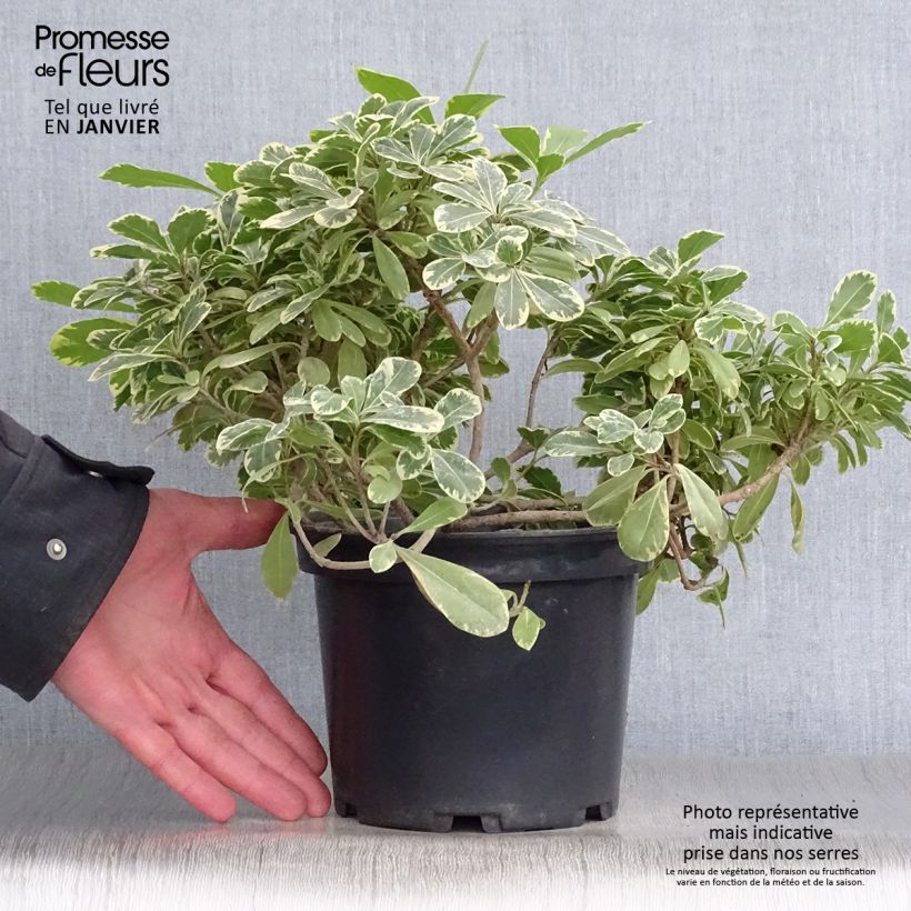 Example of Pittosporum tobira Neige du mont Ventoux - Kleefzaad Pot van 3 l/4 l as you get in hiver