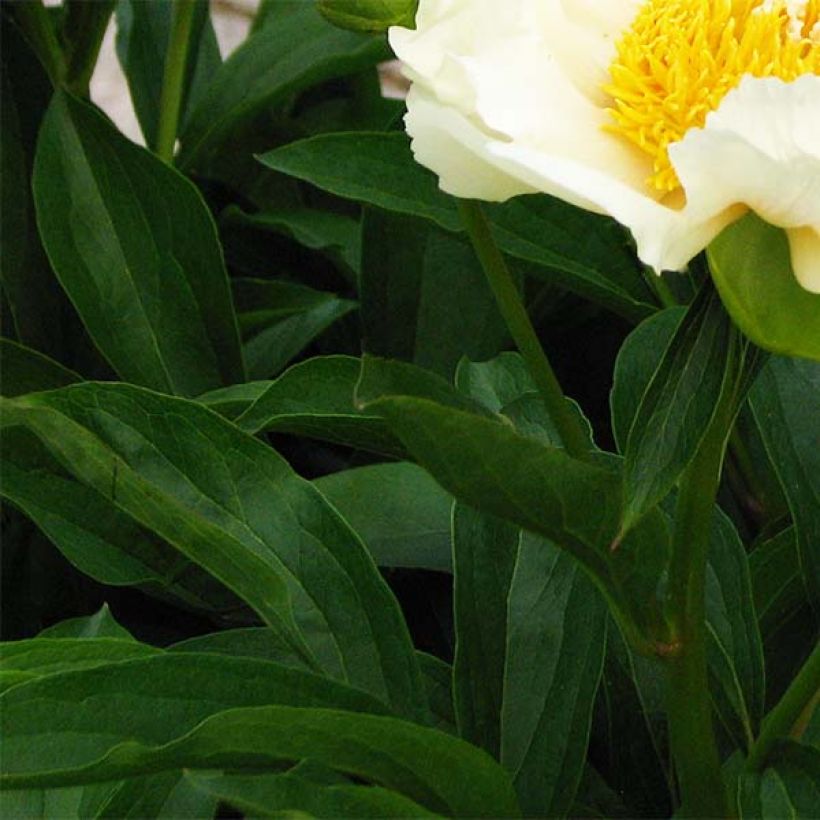 Paeonia lactiflora Claire de Lune - Pioenroos (Foliage)