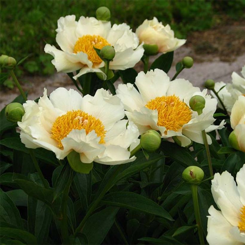 Paeonia lactiflora Claire de Lune - Pioenroos (Flowering)